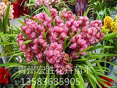 來宏勝花卉苗木，買優質的山東仙客來：仙客來報價