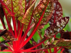 極好的紅葉菠菜推薦：紅掌批發(fā)價(jià)格