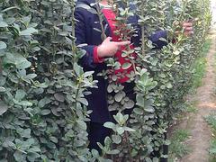 批發紅葉菠菜 想要優質的紅葉菠菜就來宏勝花卉苗木