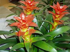 濰坊紅掌報價——紅掌供應(yīng)