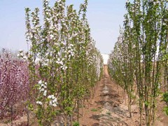 濰坊山東仙客來報價——哪里種植山東仙客來