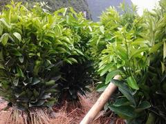 沃柑苗的批發價格是多少：灌陽桂林沃柑苗
