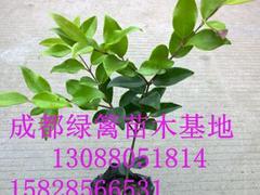 想要的金森女貞就來成都綠籬園藝：畢節(jié)金森女貞基地