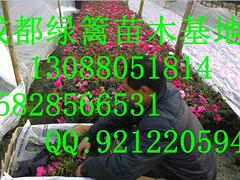 想要易種植的比利時杜鵑就來成都綠籬園藝 貴州比利時杜鵑苗圃