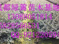 想要易種植的比利時杜鵑就來成都綠籬園藝 貴州比利時杜鵑苗圃