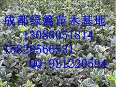 供應(yīng)四川超值的劍麻，貴州劍麻苗圃