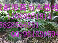 想買品種好的海桐苗上哪|貴陽(yáng)海桐苗基地