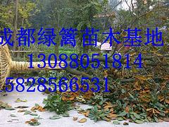 隴南春羽種植——想要精品春羽就來成都綠籬園藝