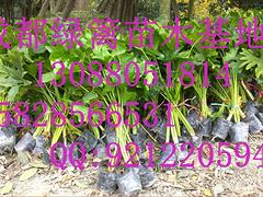 細(xì)葉芒價(jià)格超低 哪里能買到高純度細(xì)葉芒