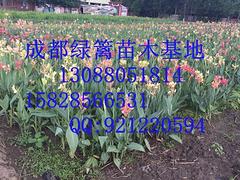 優質水生美人蕉首推成都綠籬園藝——畢節水生植物基地