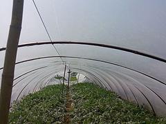 有品質的西瓜膜市場價格情況——聊城西瓜專用膜