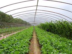 山東暢銷的草莓大棚，草莓大棚建造報價