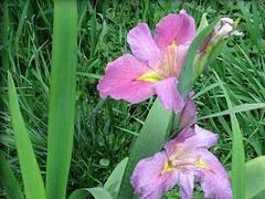 來新牧原花卉苗木，買熱銷日本大花花菖蒲：玉蟬花供應(yīng)商