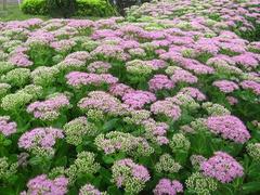 二月蘭種植基地 供應山東品種好的八寶景天