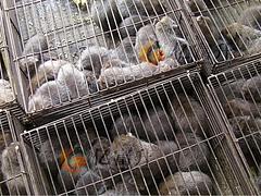 貴州竹鼠：供應(yīng)各種規(guī)格廣西竹鼠