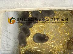 廣西竹鼠種苗_物超所值的竹鼠種苗供應(yīng)盡在億富升農(nóng)業(yè)