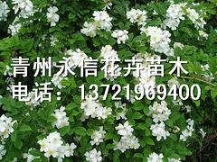 河北薔薇小苗_永信花卉苗木_優(yōu)質(zhì)薔薇供應(yīng)商