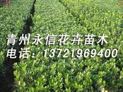 有沒有用營養缽栽的冬青？盆栽的大葉黃楊哪里有？山東青州冬青！