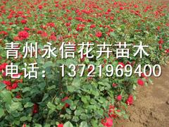 想要實惠的紅葉小檗就來永信花卉苗木——安徽紅葉小檗