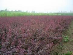 大量出售山東紅葉小檗 紅葉小檗種植基地