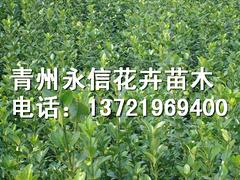 優(yōu)質(zhì)的紅葉小檗推薦：耐寒的紅葉小檗