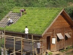福建有口碑的水培植物【推薦】|各類水培植物