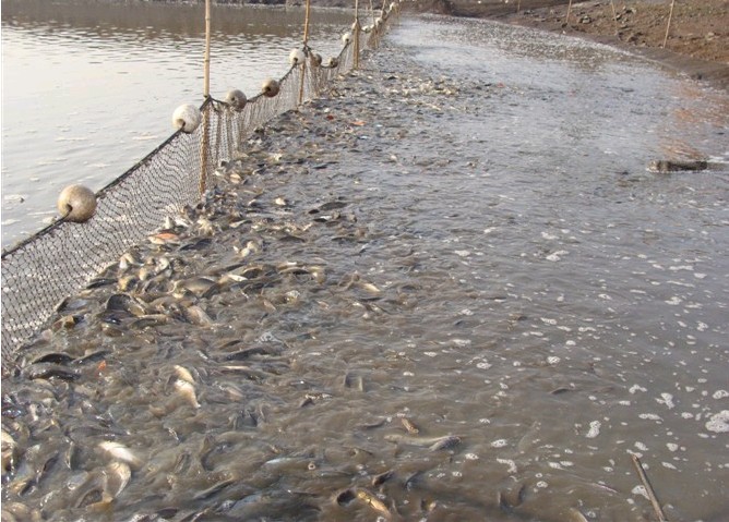 河北觀賞魚苗河北魚苗山東魚苗臨沂魚苗沂南縣魚苗郯城縣魚苗沂水