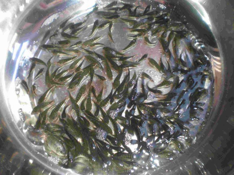 河北魚苗觀賞魚苗河南魚苗石家莊魚苗辛集魚苗藁城魚苗晉州魚苗