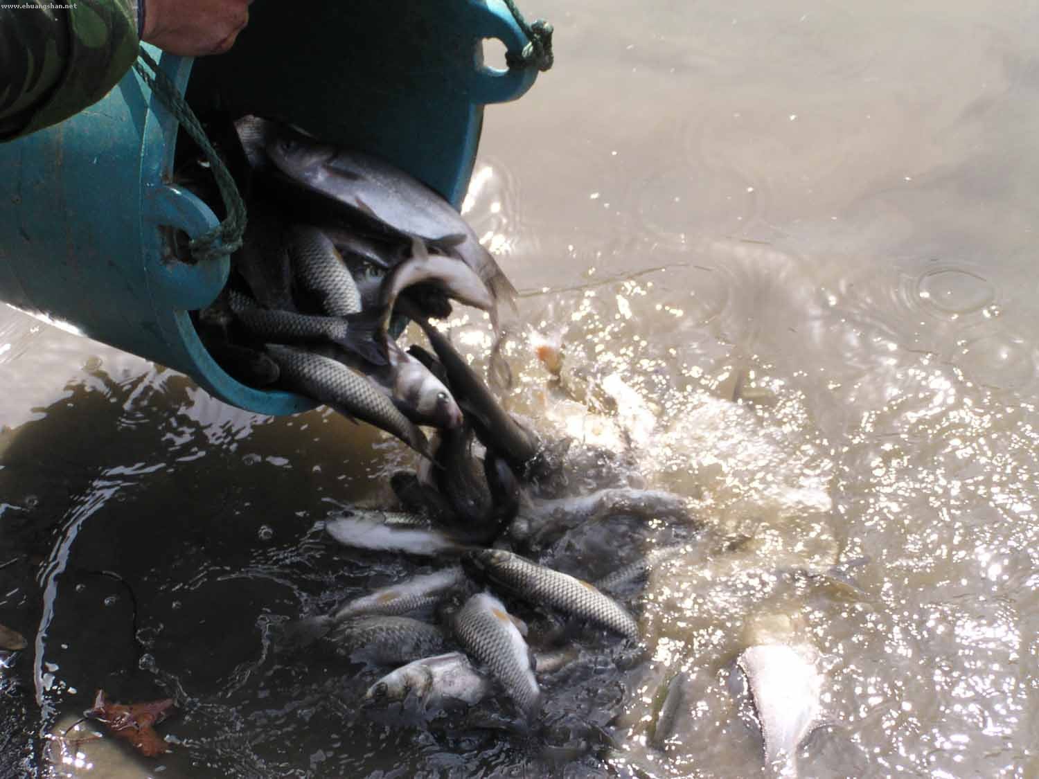 衡水品質(zhì)好的草魚苗·廠家直銷，河北觀賞魚苗