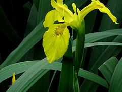 水生鳶尾批發(fā) 想要買水生鳶尾就來(lái)宸豪花卉苗木