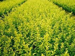 優質綠化苗木價格：供應山東搶手的優質綠化苗木