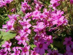 波斯菊供應信息_優質波斯菊市場價格情況