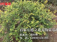 供應河北完好的北美西府海棠苗_北美西府海棠價格如何