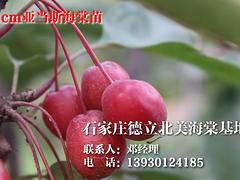 中國(guó)紅葉太陽李——供應(yīng)河北銷量好的紅葉太陽李