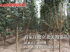 澳門西府海棠苗，品種好的西府海棠苗價格怎么樣