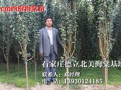 哪里能買到極好的海棠|北美海棠廠家