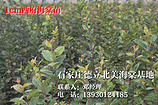 哪里能買到極好的海棠|北美海棠廠家