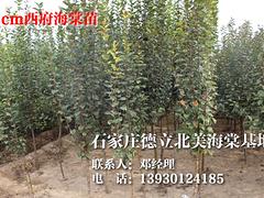紅寶石海棠苗