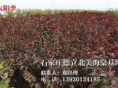中國亞當斯海棠苗_供應河北超值的亞當斯海棠苗