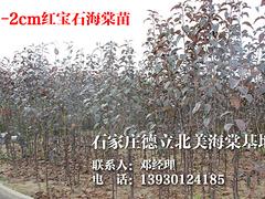 至好的紅寶石海棠苗價(jià)格怎么樣——河北紅寶石海棠苗