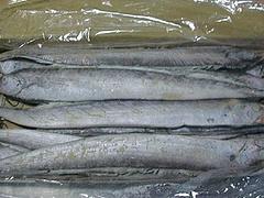 tj鯉魚：專業(yè)的鯉魚供應(yīng)商推薦