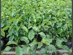 綠寶樹價(jià)格量大從優(yōu)|專業(yè)盆景植物