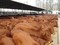 夏洛萊肉牛養(yǎng)殖基地：哪里有提供好的夏洛萊肉牛
