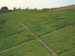 超值的高速公路護坡草市場價格情況 優(yōu)質(zhì)的批發(fā)高速公路護坡草種狗牙根