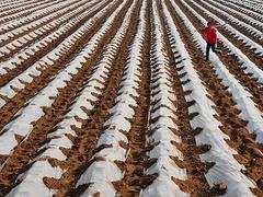 濰坊價位合理的大棚防霧膜推薦|大棚防霧膜供應(yīng)商