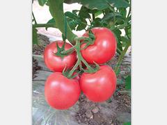 銷售西紅柿種子：山東西紅柿種子供應商