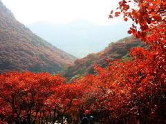 欣賞愛情山紅葉——有口碑的秋天紅葉哪家提供