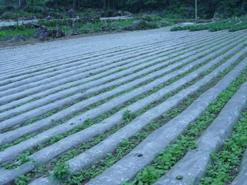 邯郸哪里有供应口碑好的农用地膜：专业河北地膜厂家