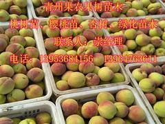 江蘇映霜紅桃苗|哪里能買到優(yōu)質(zhì)的映霜紅桃苗