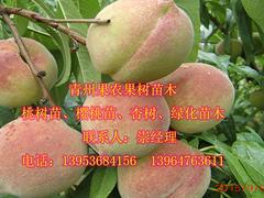 供應山東銷量佳的大葉子蜜|天津大葉子蜜